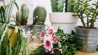 Цветы-вампиры: 10 ядовитых комнатных растений, которые нельзя иметь в доме