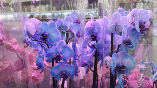 Орхидеи завалят мощными бутонами и будут цвести без передышки — секретная подкормка опытных цветоводов