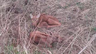 Владимирцы все чаще забирают детёнышей диких животных, и это плохо