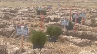 В Кольчугинском районе появился высаженный живой геоглиф из сосен «80 ПОБЕДА»