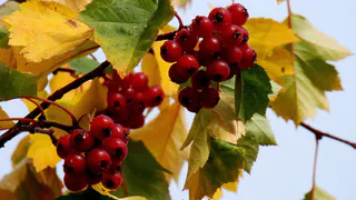 Эта ягода очень опасная: а мы покупаем ее как деликатес и кормим детей