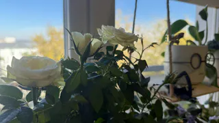 Щепотка этого в горшок — и комнатные растения начали меняться: эффект заметен почти сразу