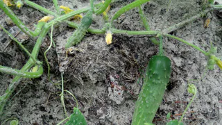 Замочила семена огурцов в этом — и результат поразил: ростки взошли вдвое быстрее