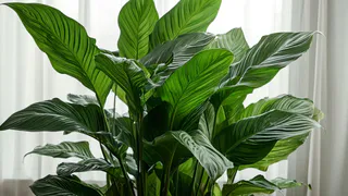 1 ложка на 1 литр — и спатифиллум как подменили: листья выросли размером с блюдце, цветоносы лезут без передышки