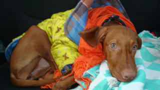 Пропала собака породы Венгерская легавая (Выжла)