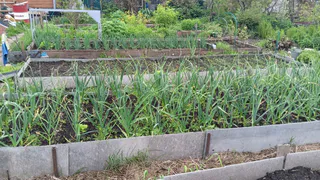 Аномальные заморозки тихо подкрадутся и изничтожат весь урожай: синоптик Вильфанд предупредил россиян о погодных изменениях