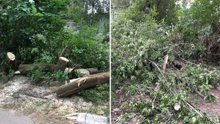 Спилили, а выкинуть забыли: в Роще уже неделю красуется свалка из деревьев