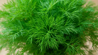 Укроп ращу только так - бабушкин метод: станет густым и свежим за 3 дня