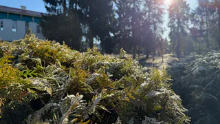В Рязанской области ожидаются дубовые морозы
