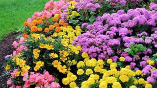 Жители Рязани выбрали клумбу с агератумом в Дашково-Песочне