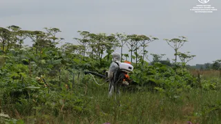 Минсельхоз Коми заимствует у Подмосковья методы борьбы с борщевиком