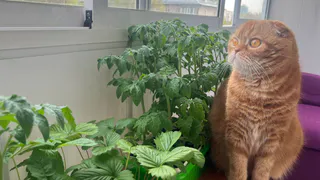 Хотела "ферму на подоконнике", но узнала, что это жутко невыгодно: вот почему в квартире не получится вкусного урожая