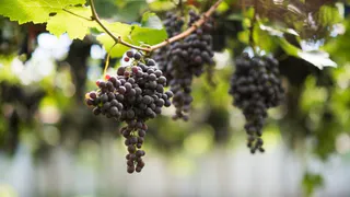 Сочный виноград: проверенное удобрение формирует прочные гроздья к осени