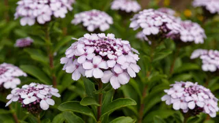 Сажаю этот цветок в сентябре — и уже следующей весной получаю роскошный цветочный ковер: растет абсолютно везде