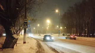 Водителей предупреждают о появлении лося возле Рязани