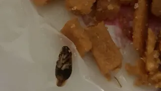 В брянском магазине купили сухарики с тараканом