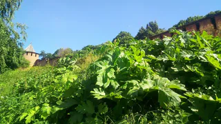 Памятка: как отличить борщевик Сосновского от других растений?