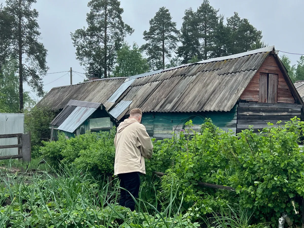 Посадил кустик у выгребной ямы — про откачку забыл на года: работает как ассенизатор — да еще и плодами вас порадует