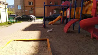 В Рязани на Новоселов бродячая собака напала на девочку