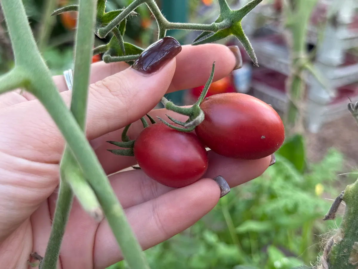 Урожайная 20-ка: самые топовые гибриды и сорта томатов, которые стоит посадить в 2026 году