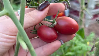 Урожайная 20-ка: самые топовые гибриды и сорта томатов, которые стоит посадить в 2026 году