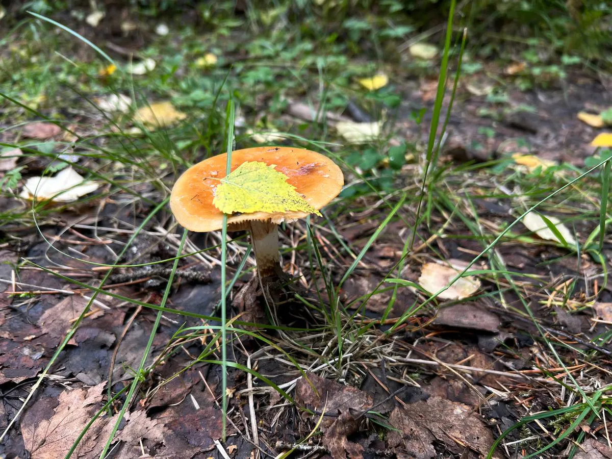 Сколько нужно варить грибы до готовности - запомните раз и навсегда