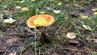 Сколько нужно варить грибы до готовности - запомните раз и навсегда