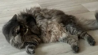 Так нужно ли подстригать когти кошкам или пусть сами справляются