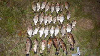 В Чувашии росгвардейцы и полиция пресекли незаконный вылов рыбы на Суре