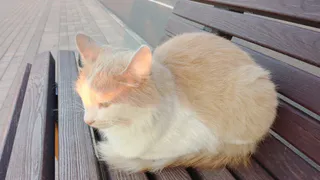 В Сыктывкаре состоится фестиваль “Пойдем домой”, где бездомные кошки смогут найти хозяев