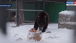 Звезда новочебоксарского зоопарка - медведь Потап отметил день рождения