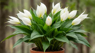 Спатифиллум дуреет от этой подкормки: 5 шт в воду — и "белые паруса" лезут без остановки круглосуточно