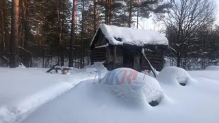 В Спасском районе обнаружен труп отшельника, обглоданный кошками
