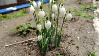 Куда пропали дополнительные выходные за 23 февраля и 8 марта в Коми