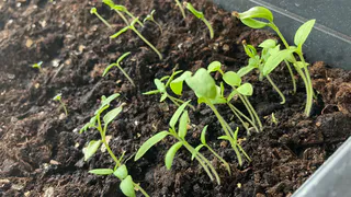 Льем это в перцы и томаты - и через три дня получаем мощную и здоровую рассаду: лайфхак от известного дачника