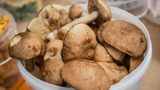 Фотоконкурс "Осенняя грибомания": подборка фото участников