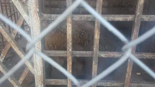 В рыбновском мини-зоопарке погибает медведь