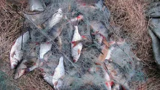 Покушал рыбки: на брянского рыбака заведено уголовное дело