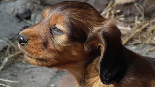 Что и каким образом собака пытается сообщить хозяину: 7 интересных примеров - поймет не каждый владелец