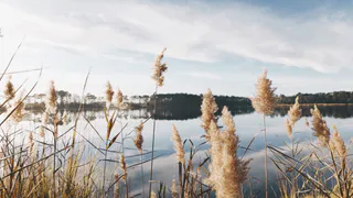 Ласковское озеро очистили от "топляка"