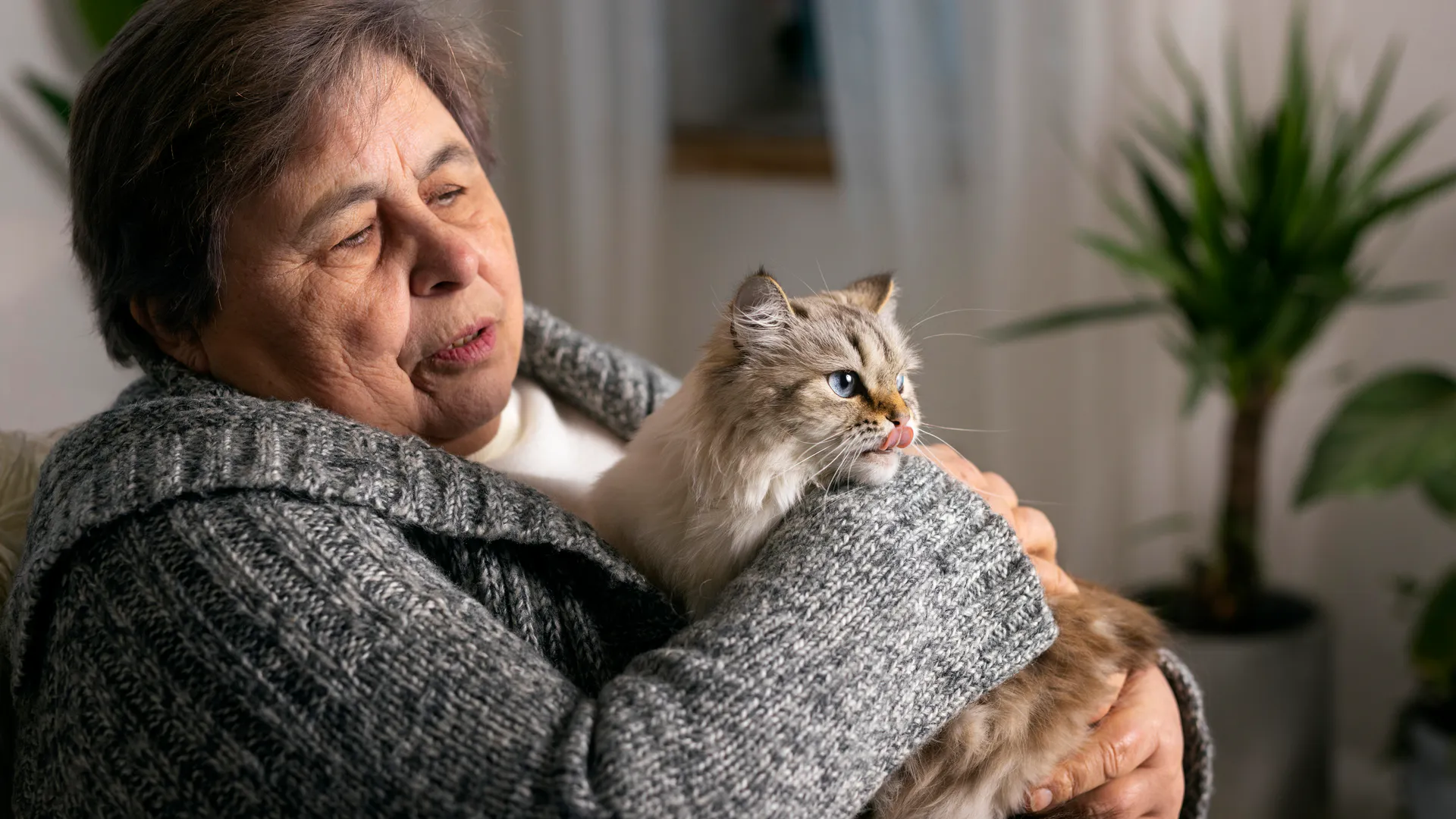 Людям за 60 лет стоит держаться подальше от кошек: ученые рассказали почему