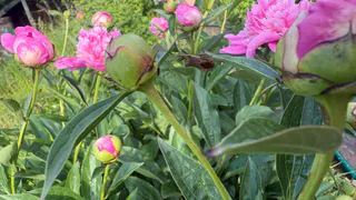 Не гоняюсь за редкостями — эти цветы каждый год превращают сад в открытку без лишнего ухода