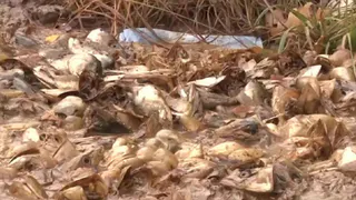 В Московском районе Рязани обнаружили незаконную свалку рыбных отходов