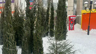 Полиция Челябинской области изъяла почти 1,7 тысячи елей за сутки в ходе операции