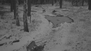 В лесах Рязанской области заметили рысь с двумя котятами