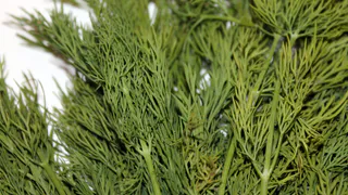 Как посеять укроп летом и собрать мешок зелени: личный опыт опытной дачницы