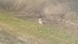 В Рязанской области сняли на видео пеликана