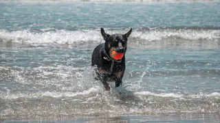 С 2021 года: в России запретят брать животных на пляжи