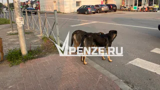 Жуткий случай на ул. Ангарской. Бойцовская собака чуть не загрызла трехлетнего мальчика