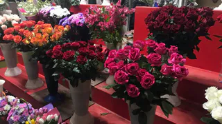 Цветы-вампиры: 10 ядовитых комнатных растений, которые запрещается держать дома